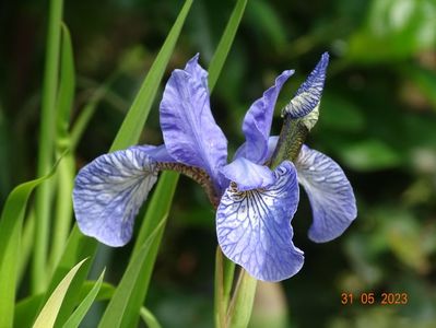 iris sibirica Fran's Gold