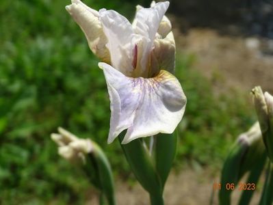 iris sibirica Not Quite White