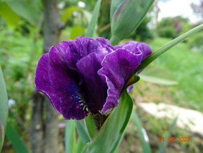 iris sibirica Bundle of Joy