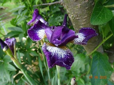 iris sibirica Currier