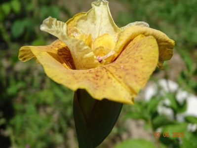 iris sibirica Buttescoch Fizz