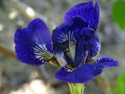 iris sibirica Marilyn Holmes