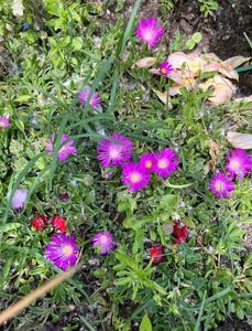 Floare de cristal