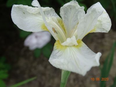 iris sibirica White Swirl