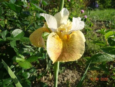 iris sibirica Buttescoch Fizz