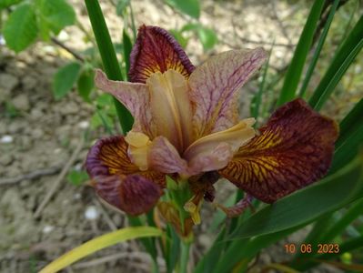 iris sibirica Paprikash