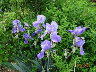 iris pallida