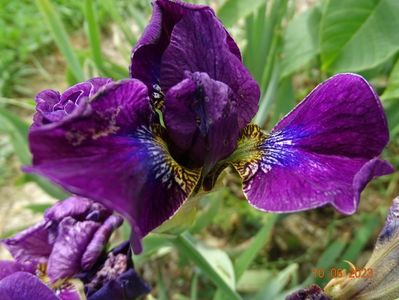 iris sibirica Bundle of Joy