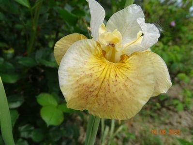 iris sibirica Buttescoch Fizz