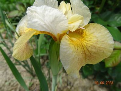 iris sibirica Buttescoch Fizz