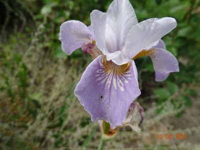 iris sibirica Dance Ballerina Dance