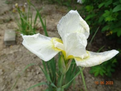 iris sibirica White Swirl