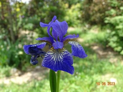 iris sibirica Blue King