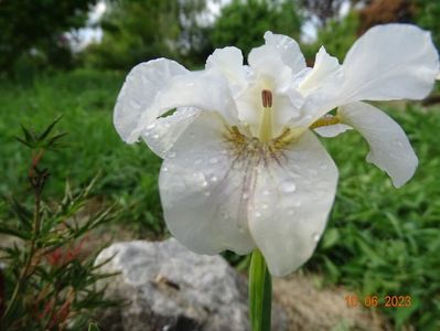 iris sibirica Not Quite White