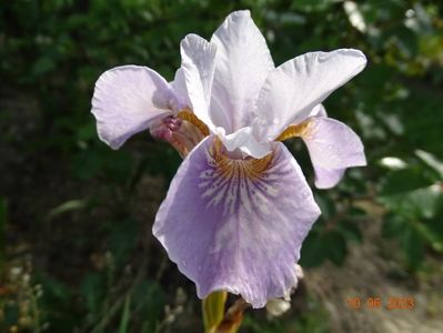 iris sibirica Dance Ballerina Dance