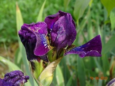 iris sibirica Bundle of Joy