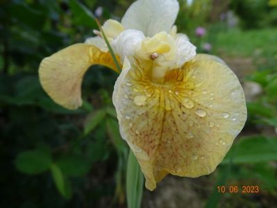 iris sibirica Buttescoch Fizz