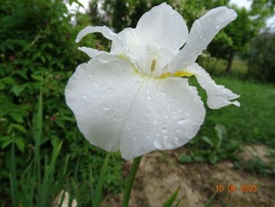 iris sibirica Swans in Fliglt