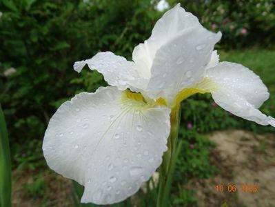 iris sibirica Swans in Fliglt