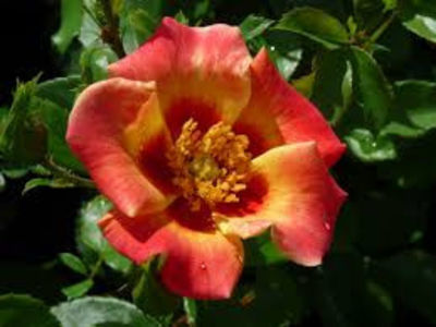 Babylon Sunshine (tufa); Parfum ușor. Formă mică, (4-8 petale). Înflorește pe tot parcursul sezonului.
Ideal ptr ghivece si borduri.
