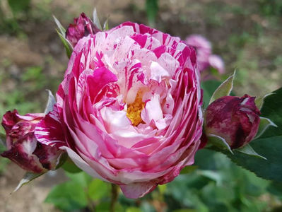 Belle de Segosa (tufa) 60; Parfum puternic. Inflorire repetata tot sezonul. 
Inaltime 60..80 cm.

