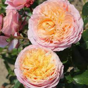 Domain de Chantilly (tufa); Parfum puternic, citric. Inflorire repetata tot sezonul.
Inaltime 100-120 cm.
