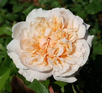 Rose de Tolbiac (urcator); Parfum moderat. Inflorire repetata tot sezonul.
Inaltime 200-250 cm.
