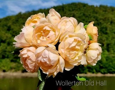 Wollerton Old Hall (urcator); Foarte parfumat. Inflorire repetata tot sezonul.
Inaltime 250-350 cm.

