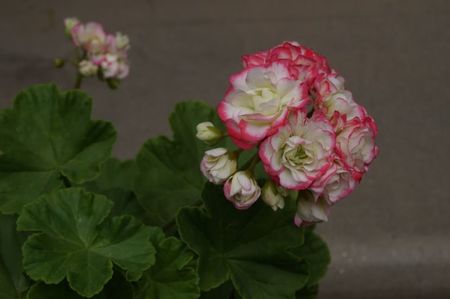 Appleblossom rosebud