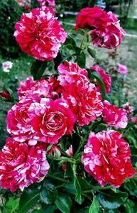 Abracadabra (tufa) 50; Un trandafir frumos selectat de Kordes în 2014, floarea sa este dublă, de 7-8 cm în diametru, cu petale striate și parfumate. Foarte rezistent la pete negre și destul de rezistent la alte boli tipice
