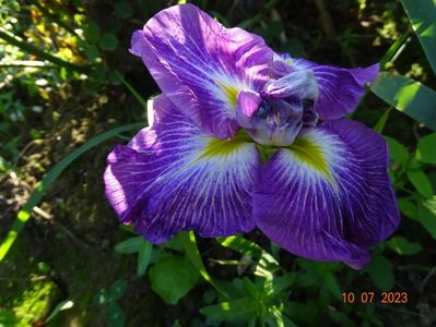 iris ensata Dinner Plate Jell-O