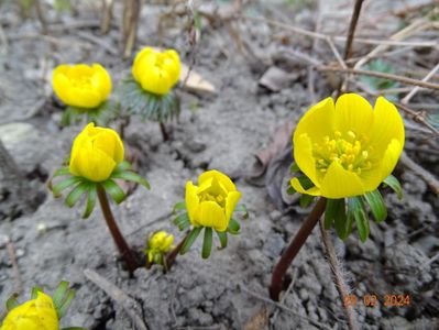 eranthis cilicica