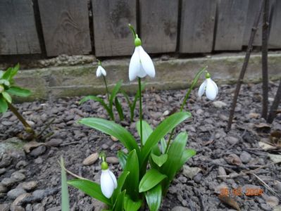 galanthus woronowii