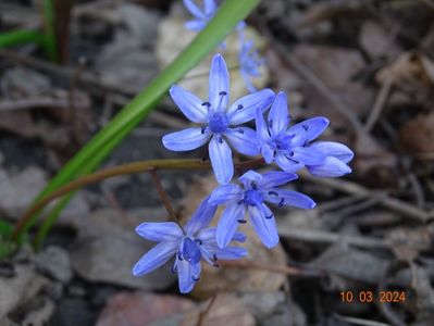 scilla bifolia