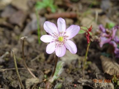 hepatica transsilvanica rosea