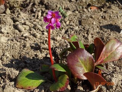 bergenia Shoeshine Rose