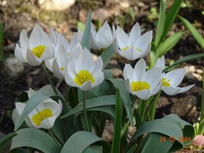 tulipa polychroma