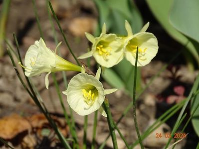 Arctic Bells