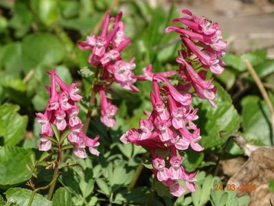 corydalis solida Beth Evans