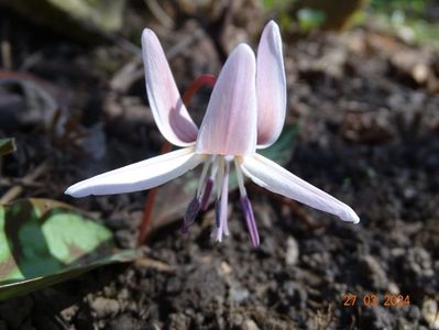 erythronium Snowflake