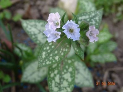 pulmonaria Moonshine