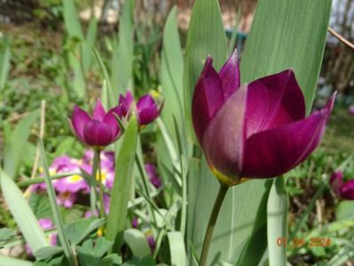 tulipa pulchella Persian Pearl