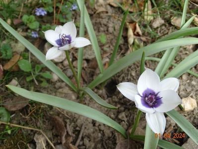 tulipa Alba Coerulea