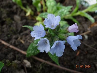 pulmonaria Opal