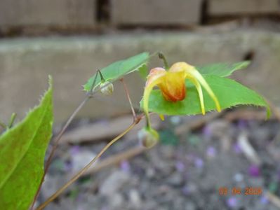 epimedium Amber Queen