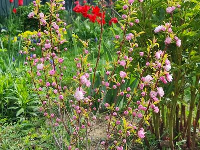 Prunus Glandulosa Rosea