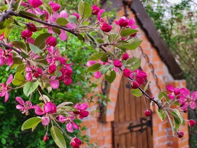 Malus Profusion