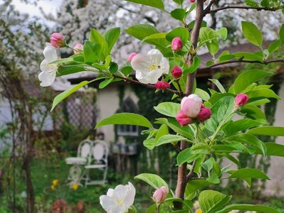 Malus Evereste