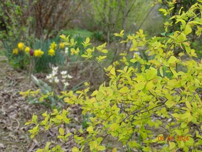 spiraea Gold Fountain