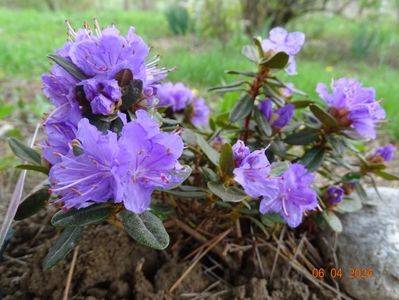 rhododendron Ramapo